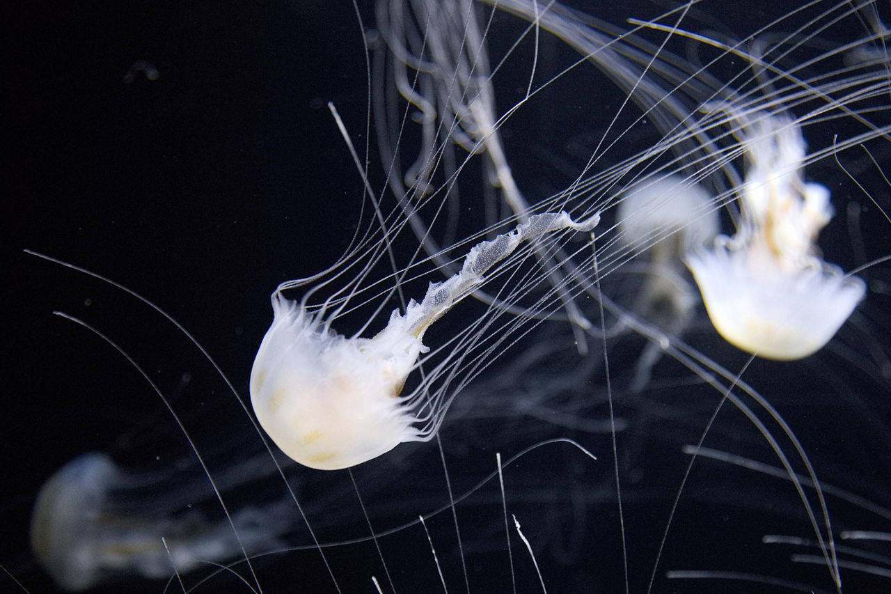 Jellyfish swimming about in Kujukushima Pearl Sea Resort