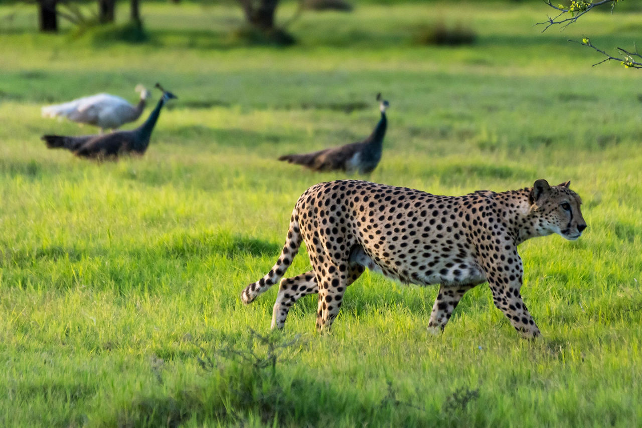 A cheetah walking around peafowls on Sir Bani Yas, United Arab Emirates