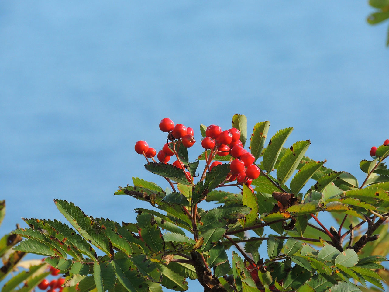 Rowan berries on a tree in Norway