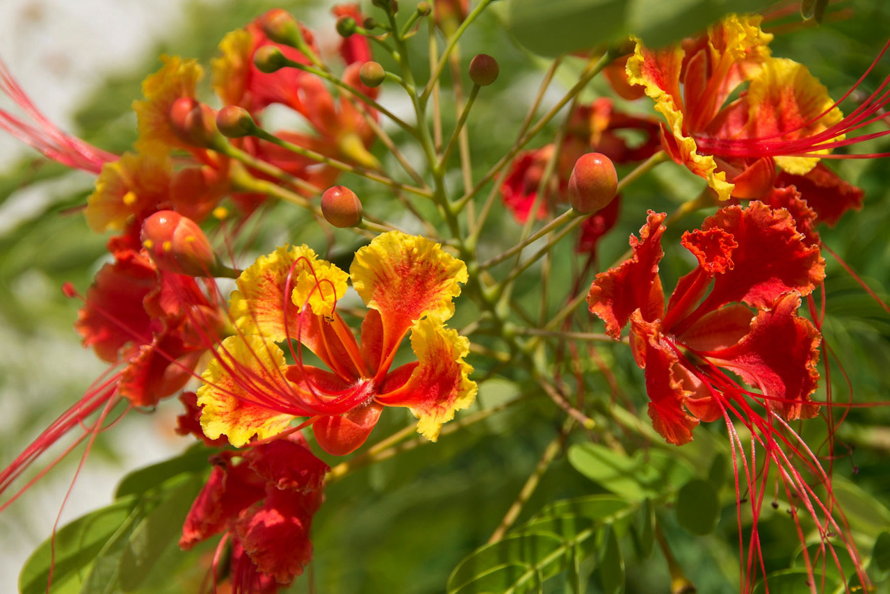 Best Botanical Gardens in Jamaica