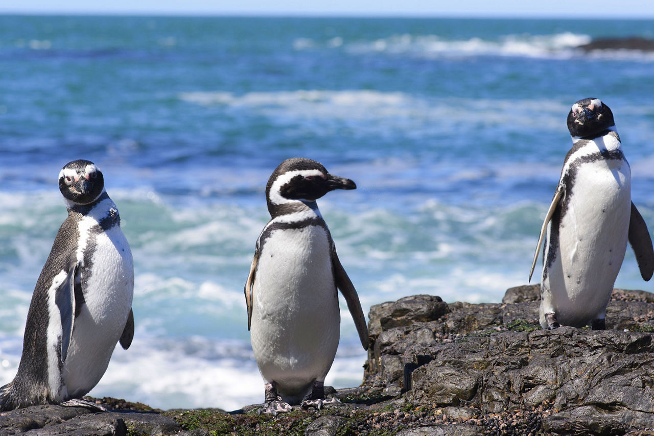 Magellanic Penguins in the Chilean Fjords