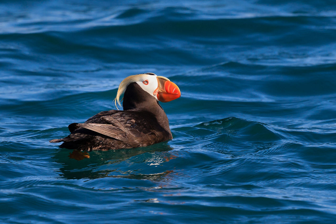 Puffin Enjoying an Ocean Dip