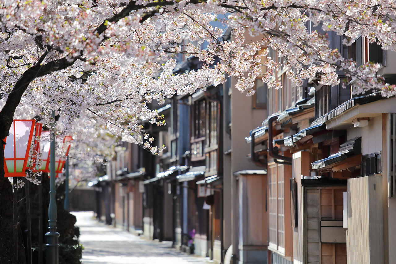 Japan Kanazawa Cherry Blossom Higashiyama Teahouse