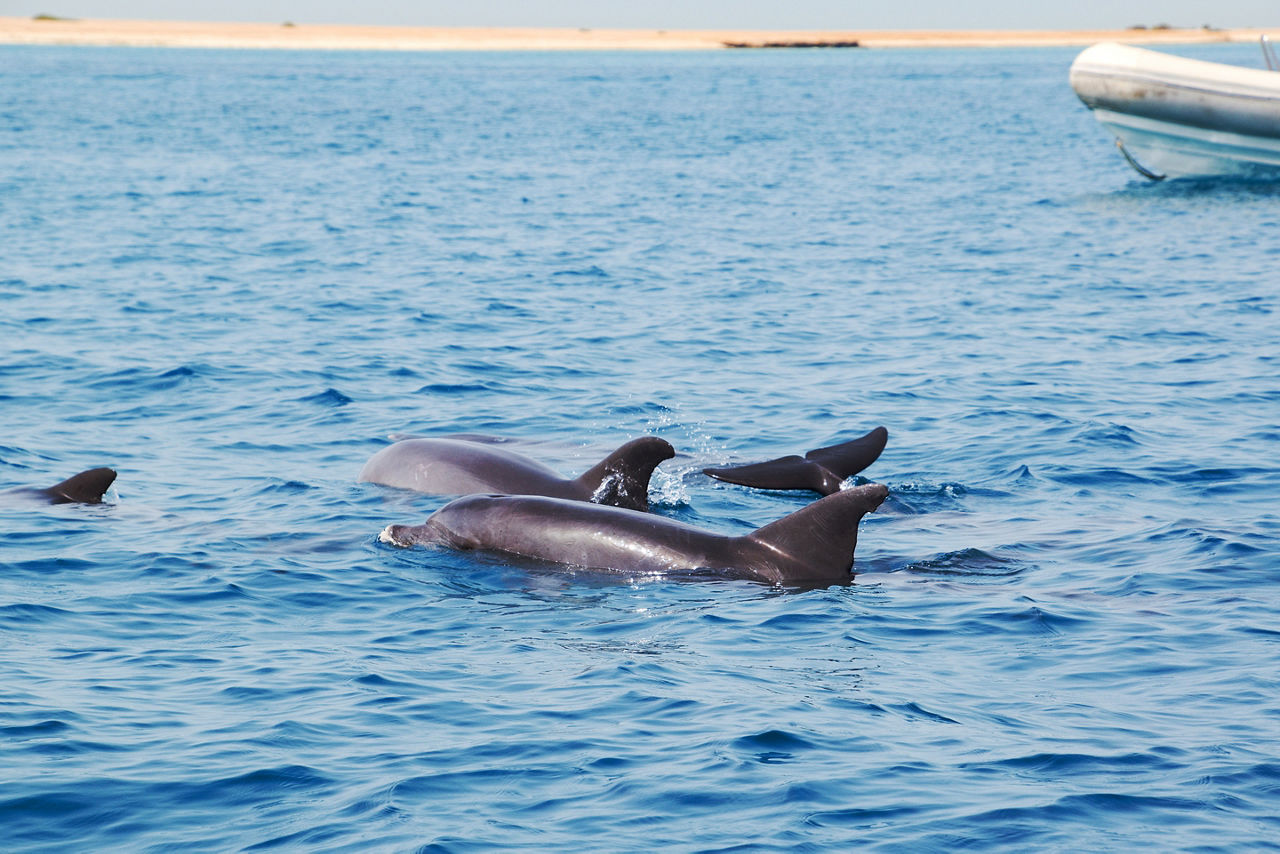 Dolphins in the Red Sea