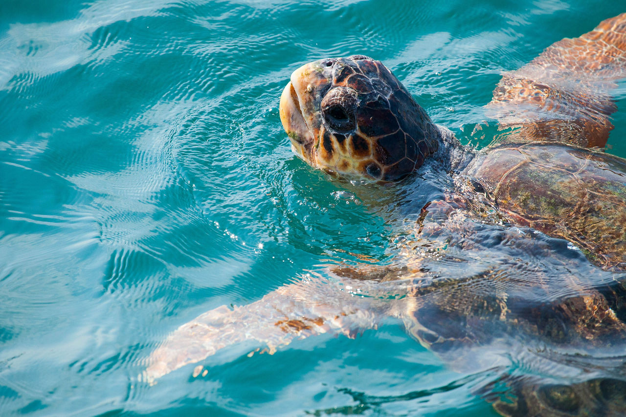 Loggerhead Sea Turtle, Zakynthos